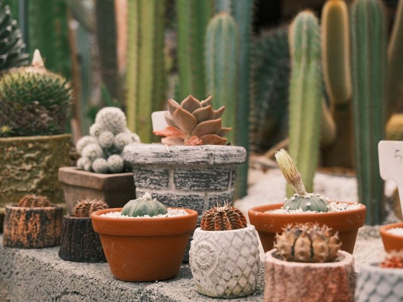 Cactus y suculentas en macetas chicas