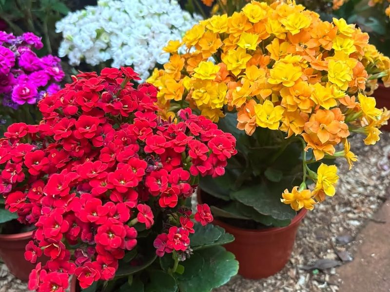 Kalanchoes de colores en macetas sobre tierra colorada