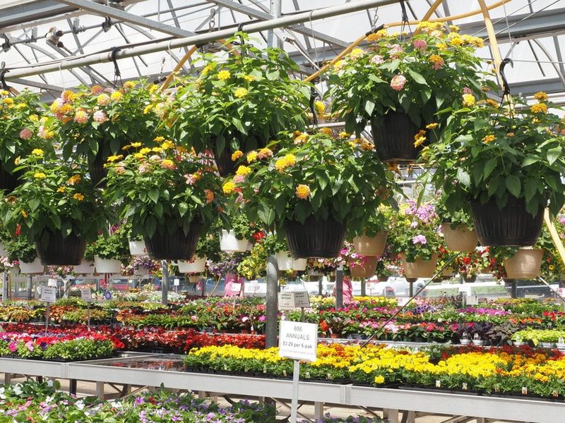 Macetas colgantes con plantas en un invernadero