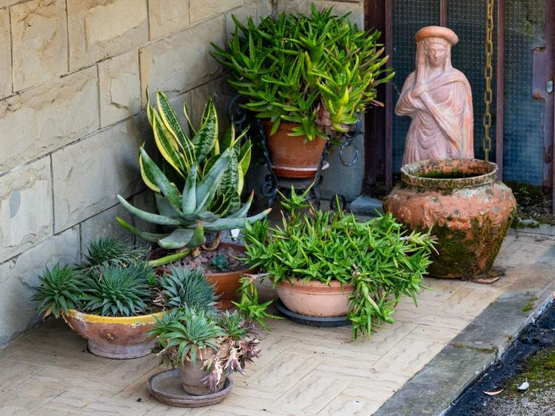 Macetas de barro con plantas en un patio